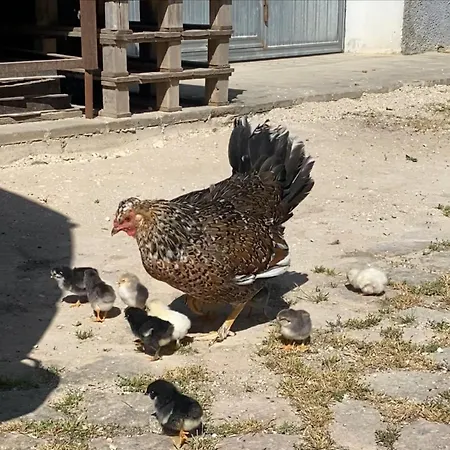 La Casa Del Contadino Affittacamere *